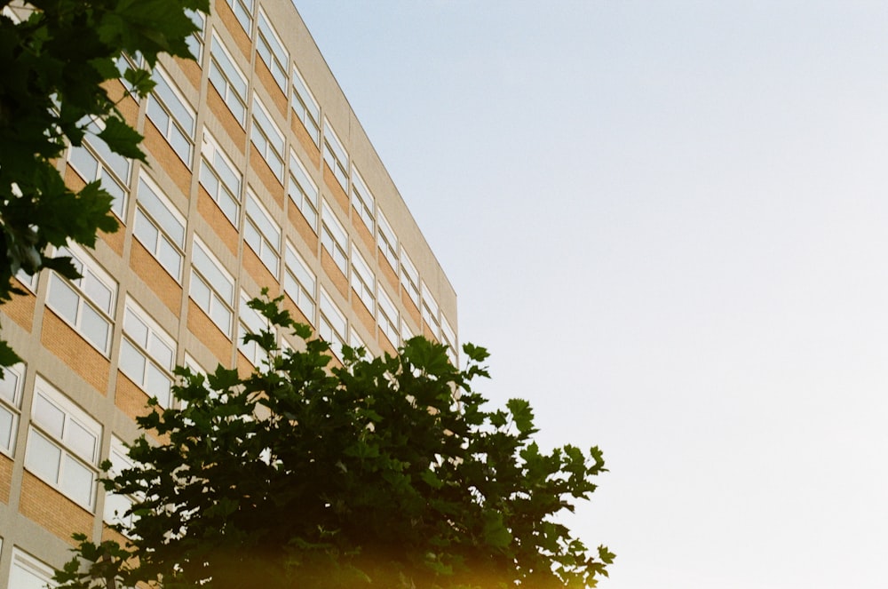 a tall building with lots of windows next to a tree