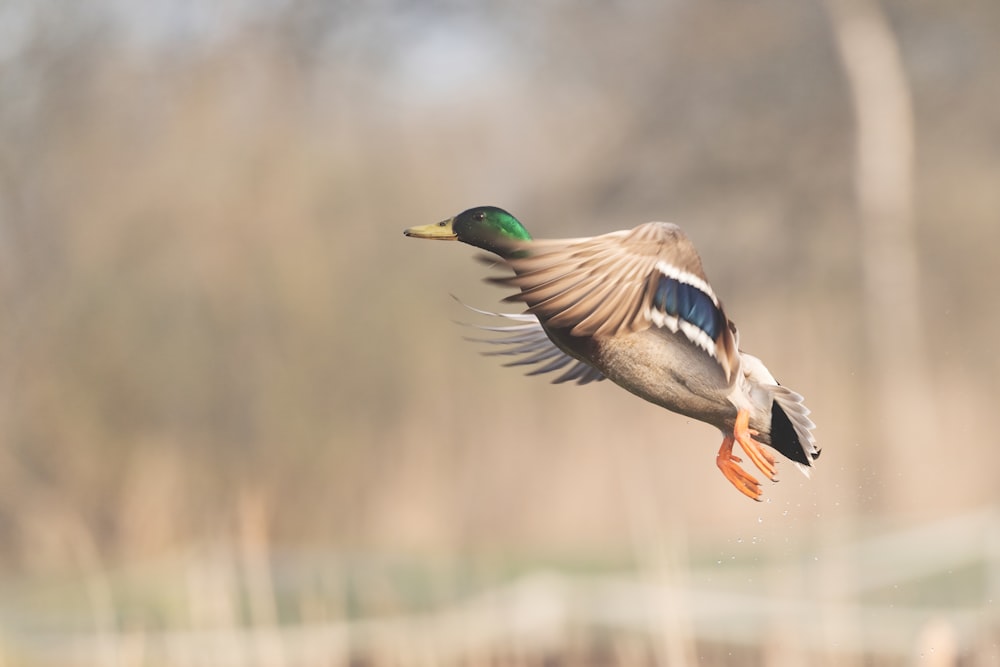 Un canard colvert volant dans les airs au-dessus d’un étang