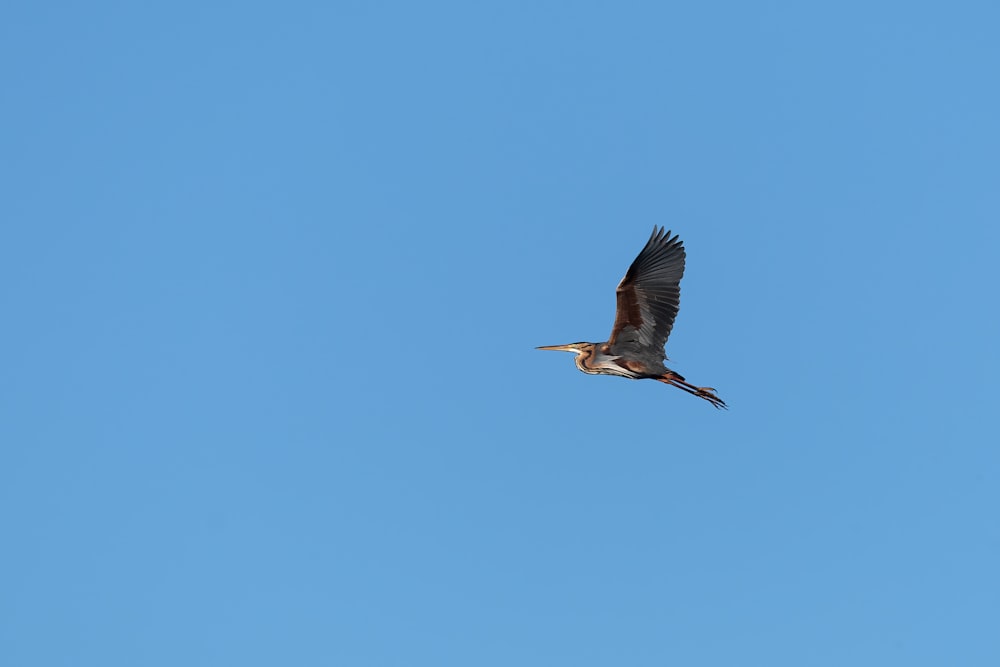 a large bird flying through a blue sky