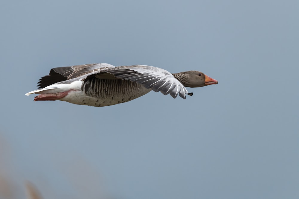 a duck flying through a blue sky with its wings spread