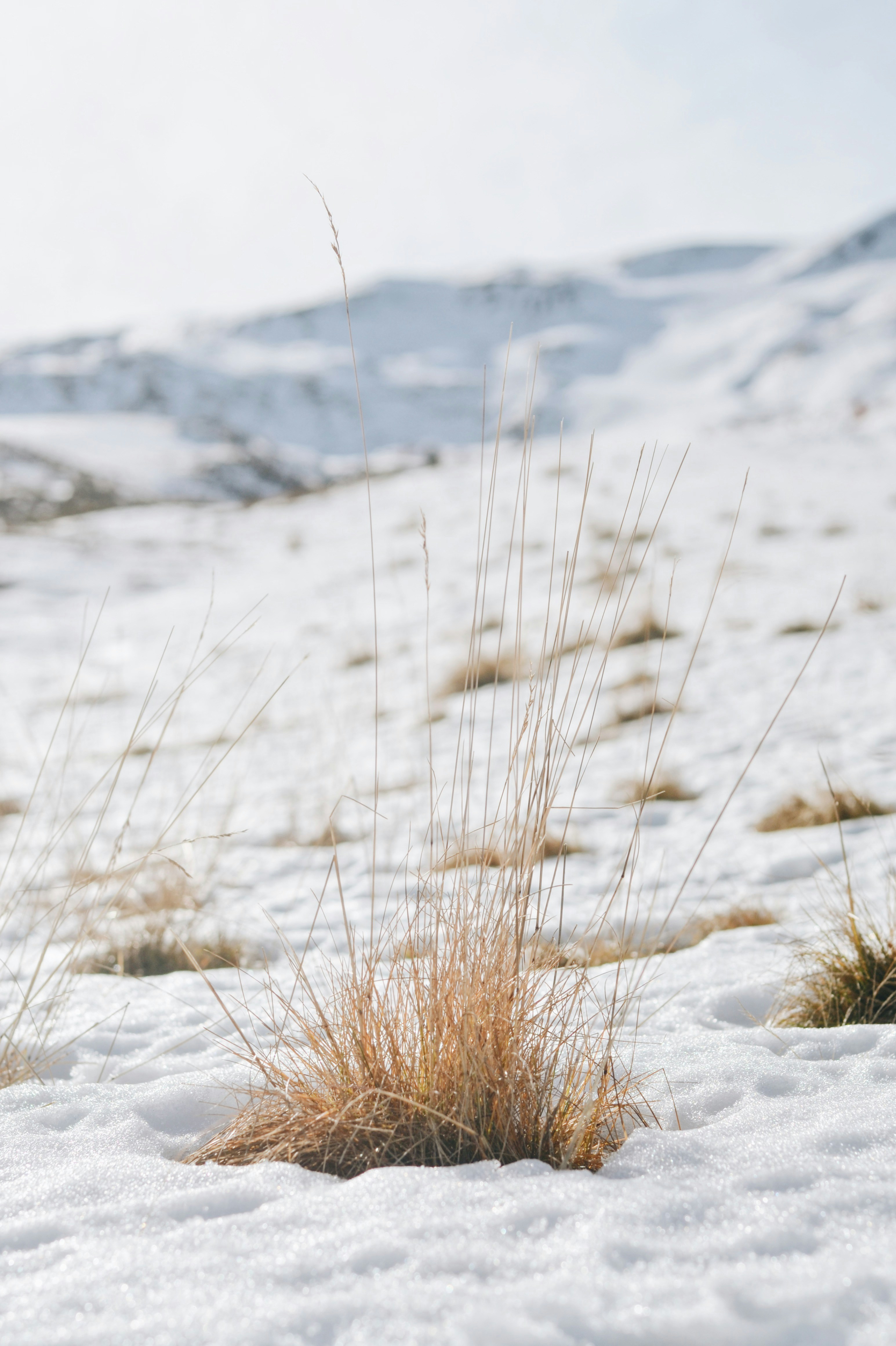 Photo by carolinehdz