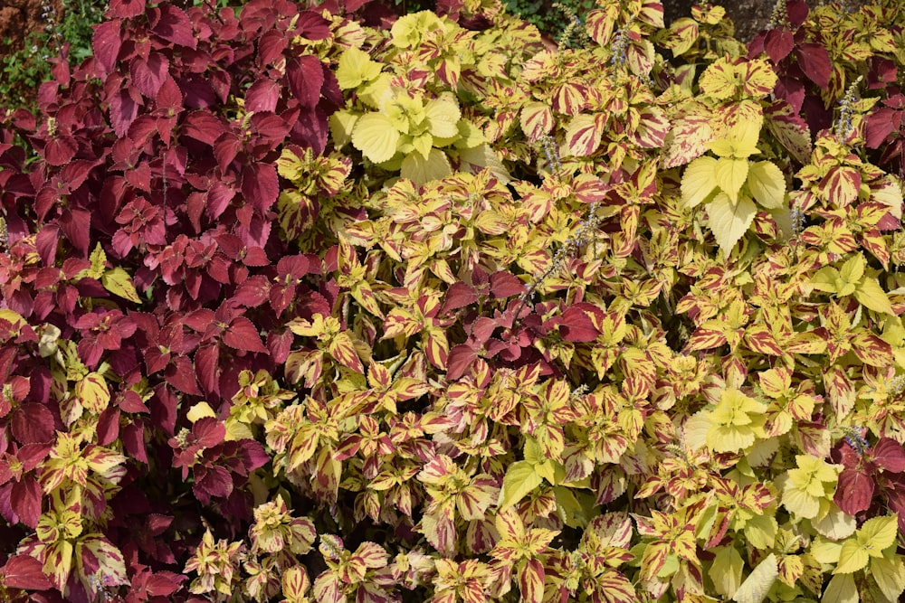 a close up of a plant with red and yellow leaves