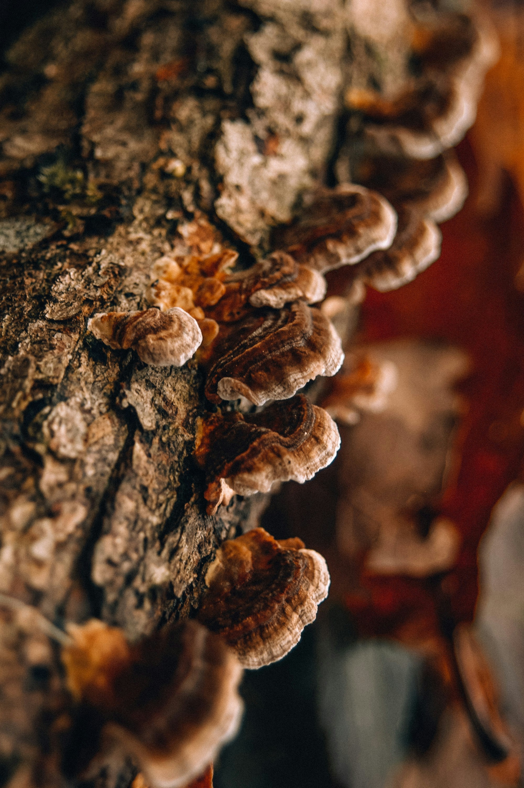 Photo by marjomustang13