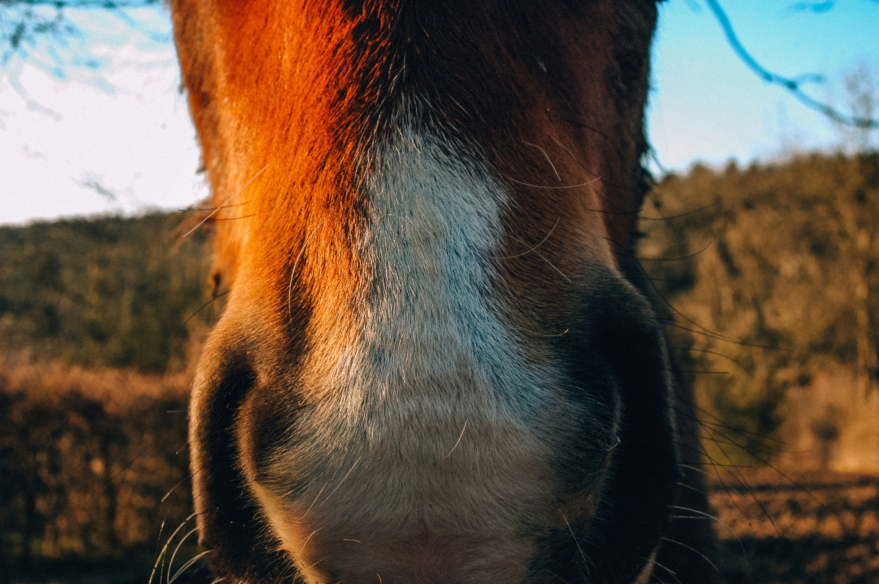 Photo by marjomustang13