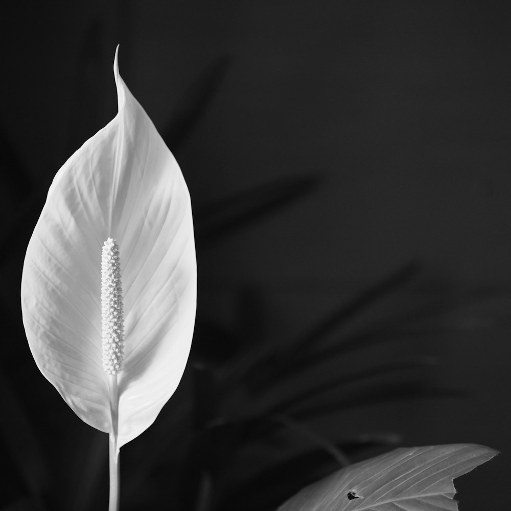 a large white flower sitting on top of a plant