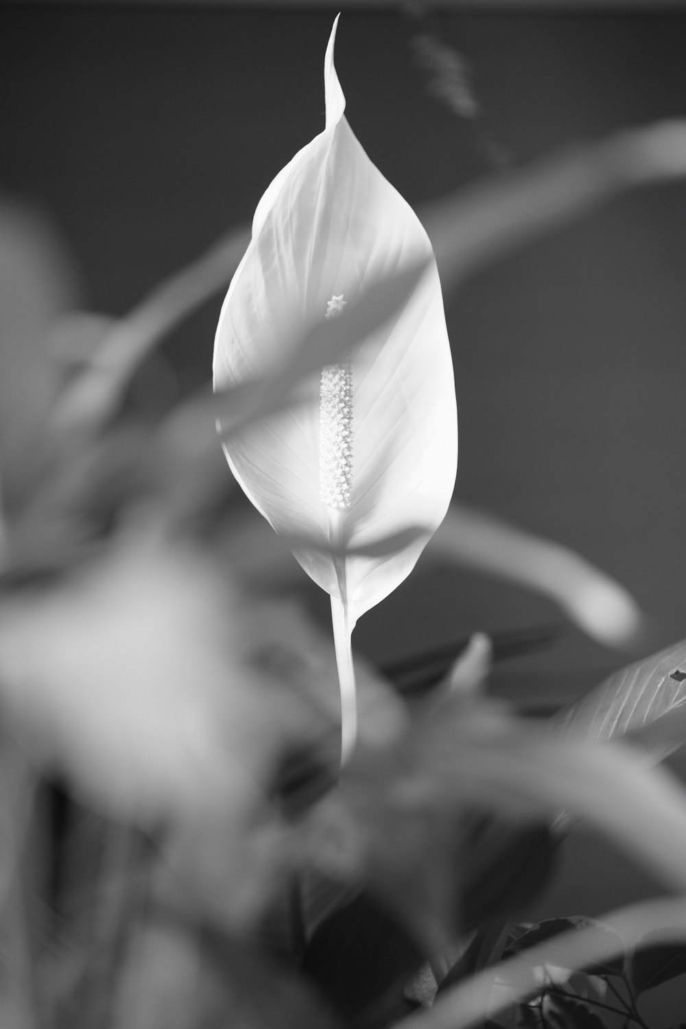 a white flower is in a black and white photo