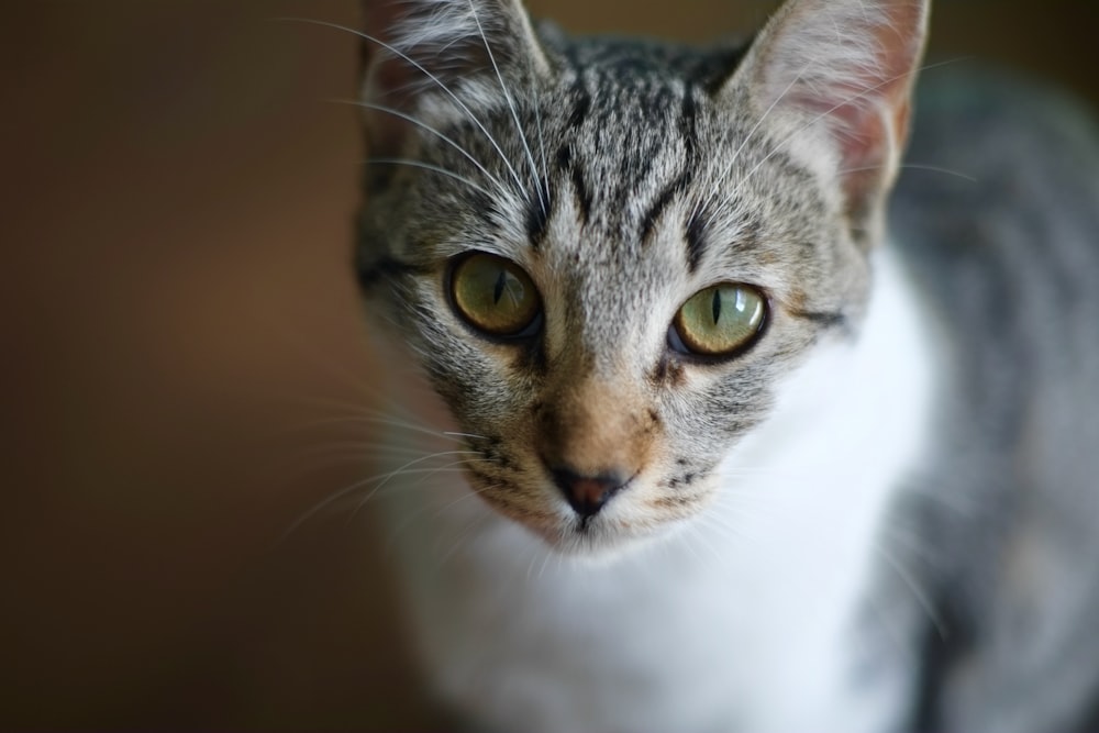 a close up of a cat with green eyes