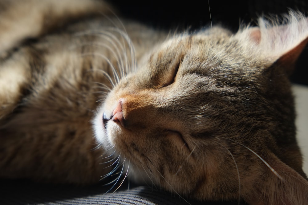 a close up of a cat sleeping on a couch