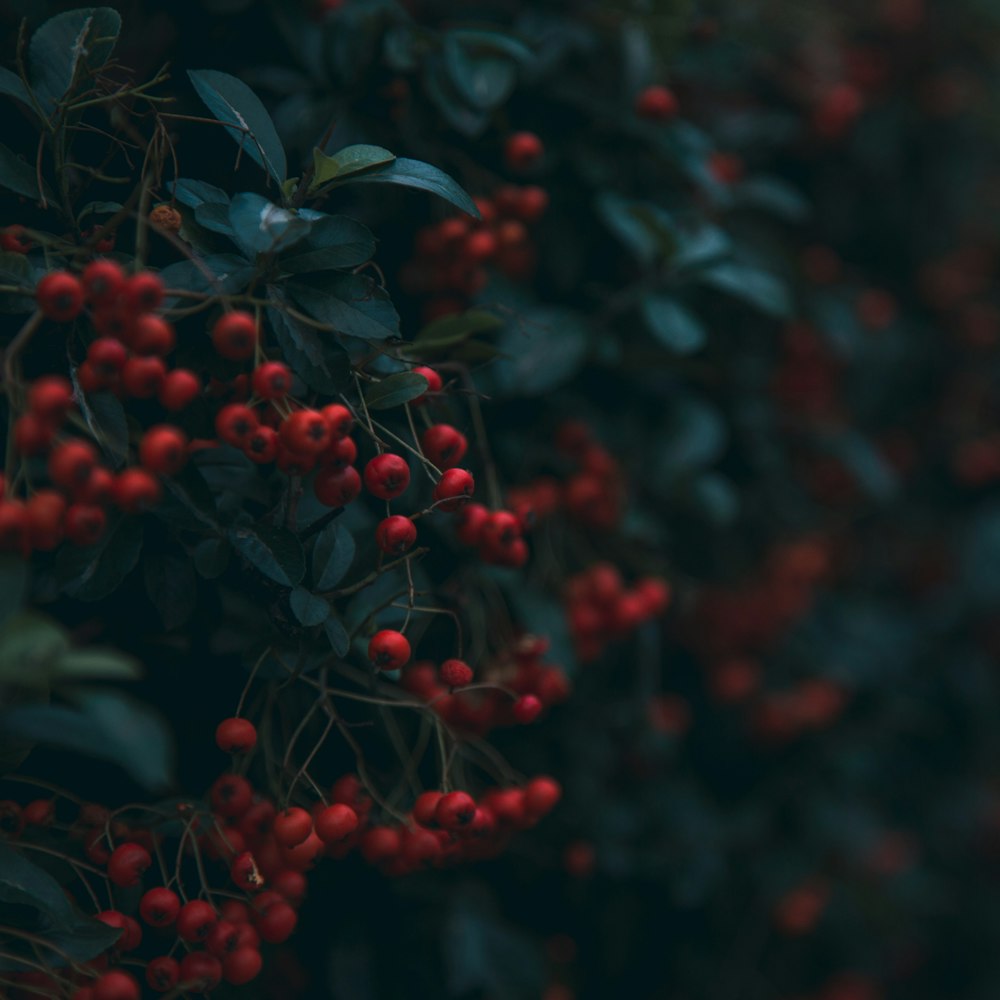 a bush with red berries growing on it