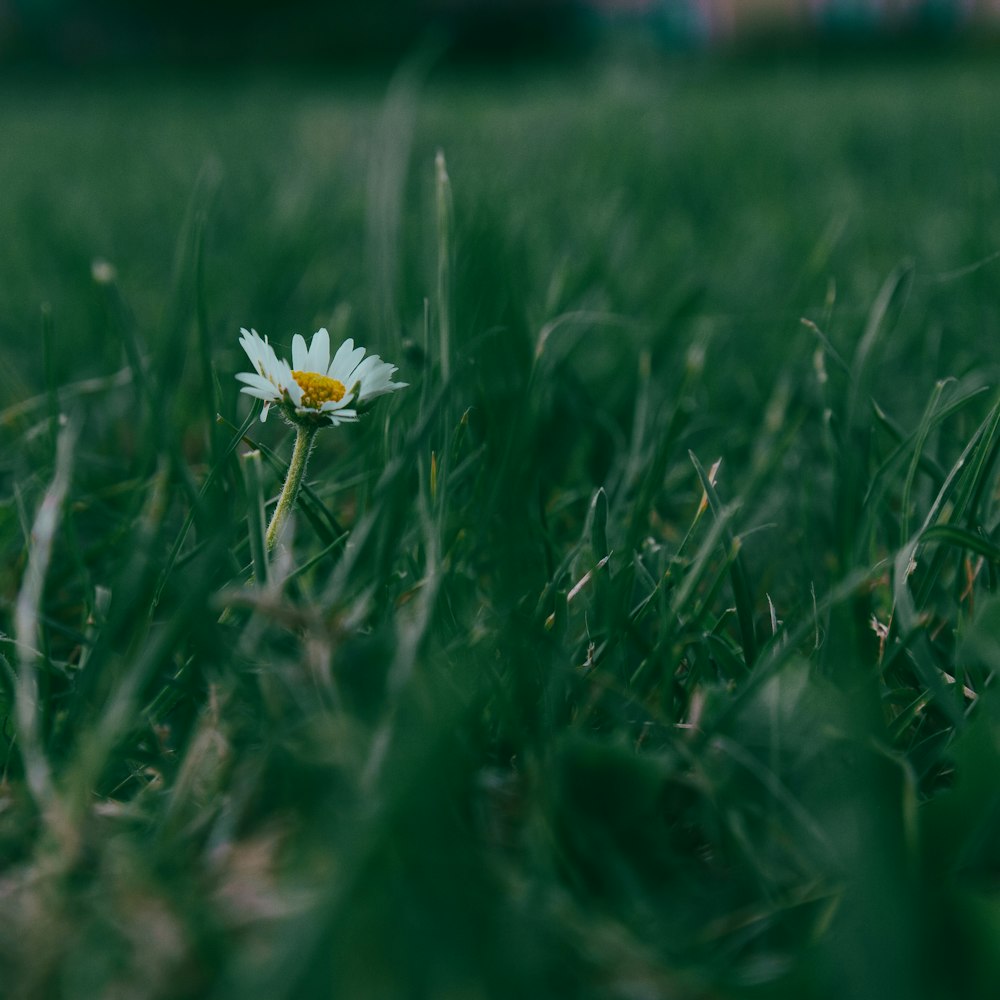 a single white flower sitting in the middle of a field