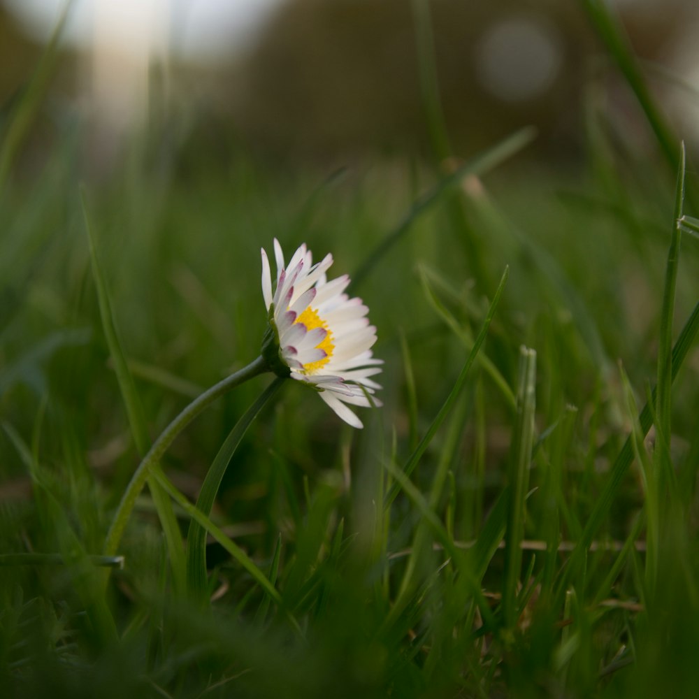 a single white flower sitting on top of a lush green field