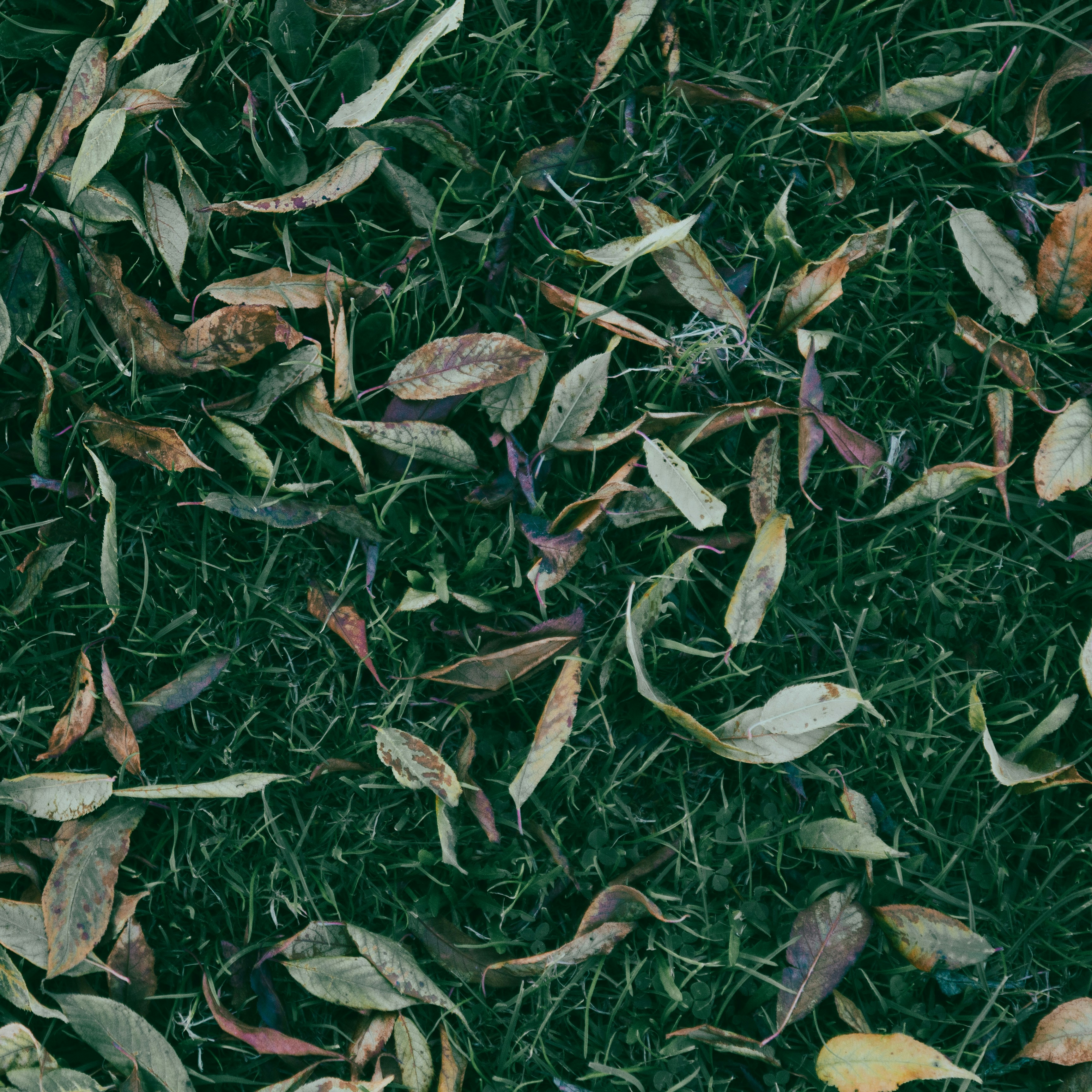 un bouquet de feuilles qui reposent sur le sol