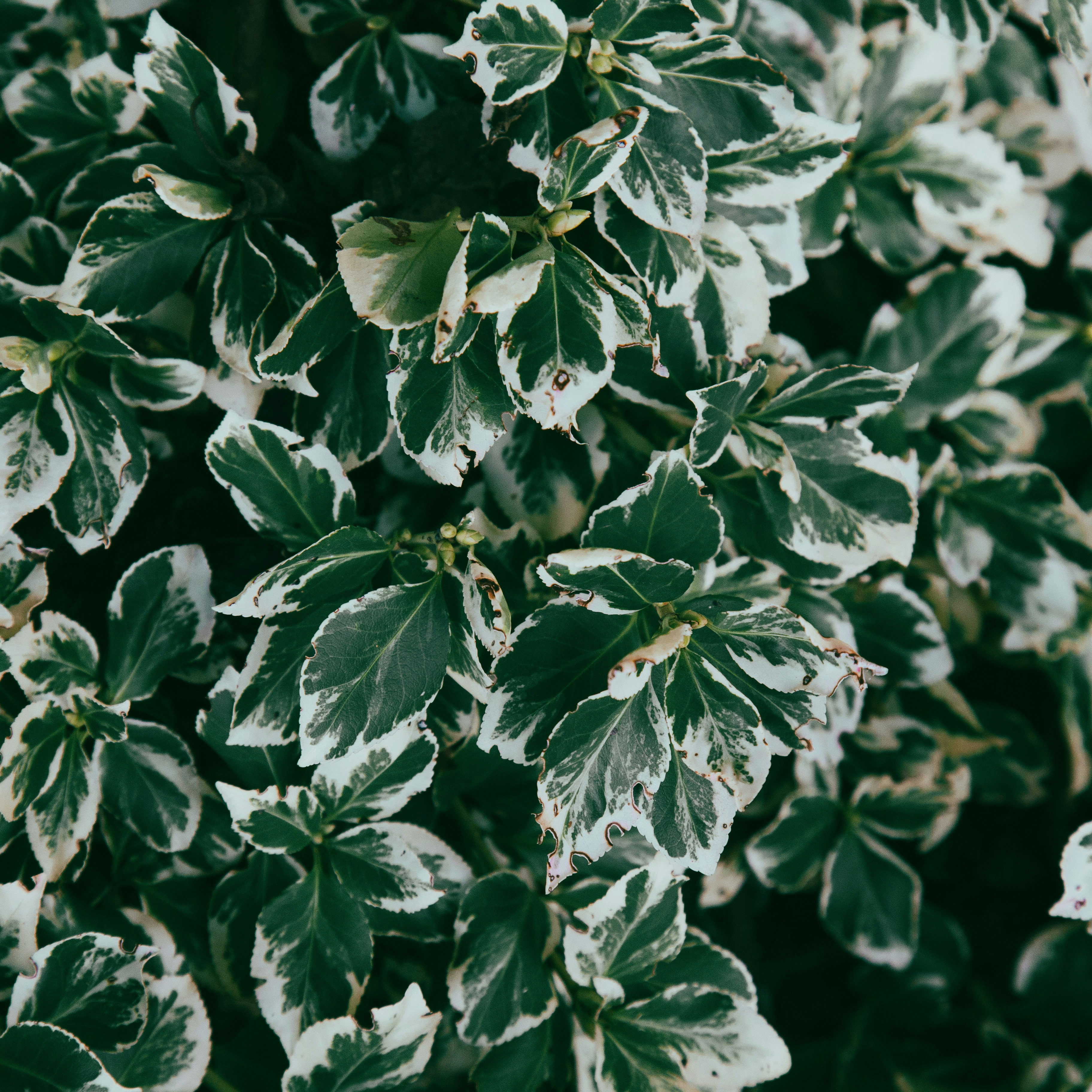 Gros plan d’une plante aux feuilles vertes