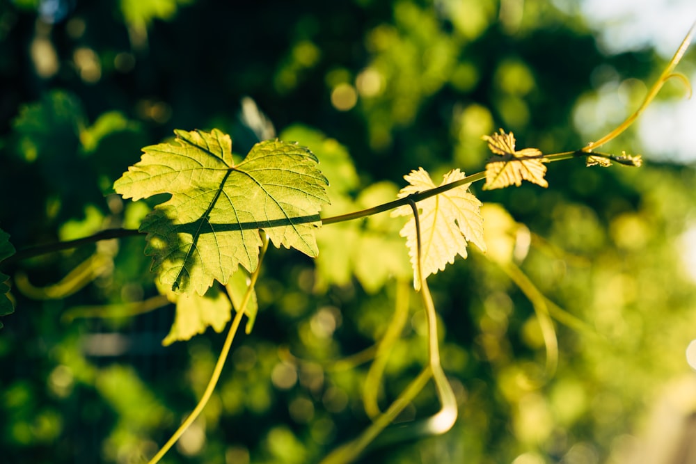 a close up of a leaf on a tree branch