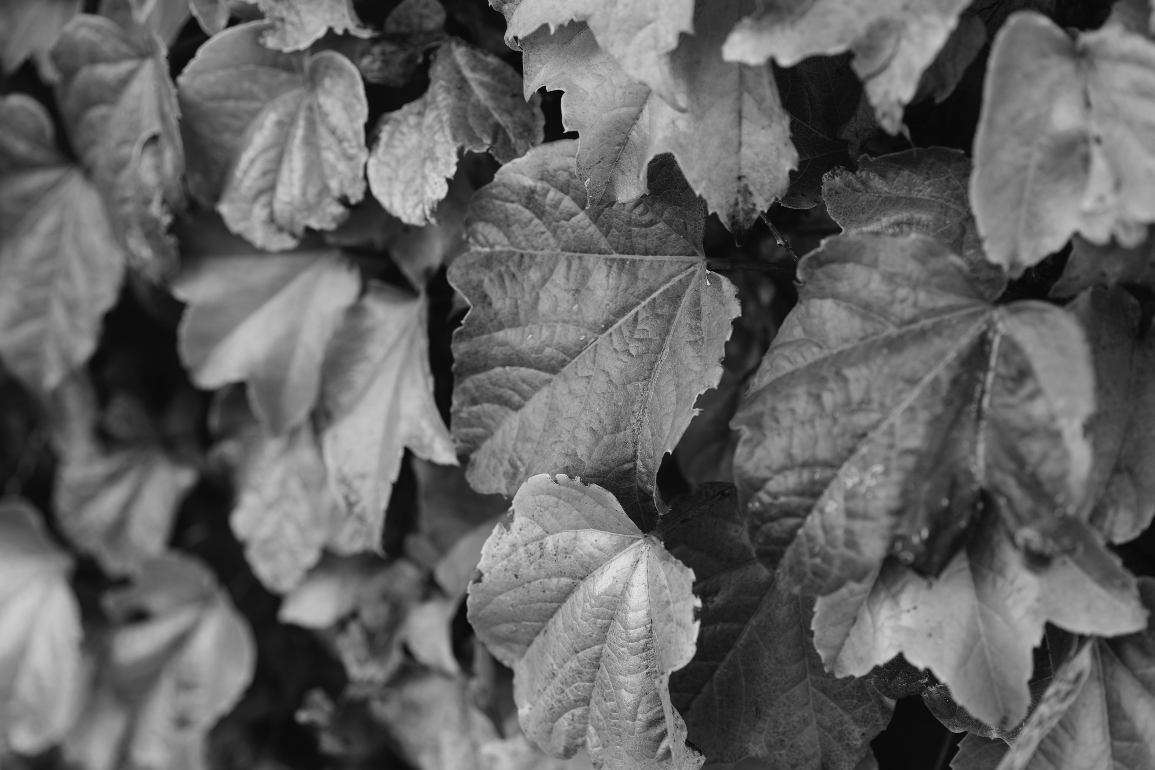 Photo by markuswinkler