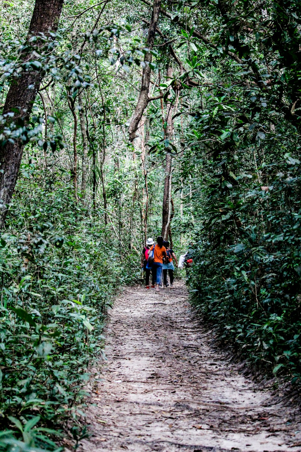 a group of people walking through a forest