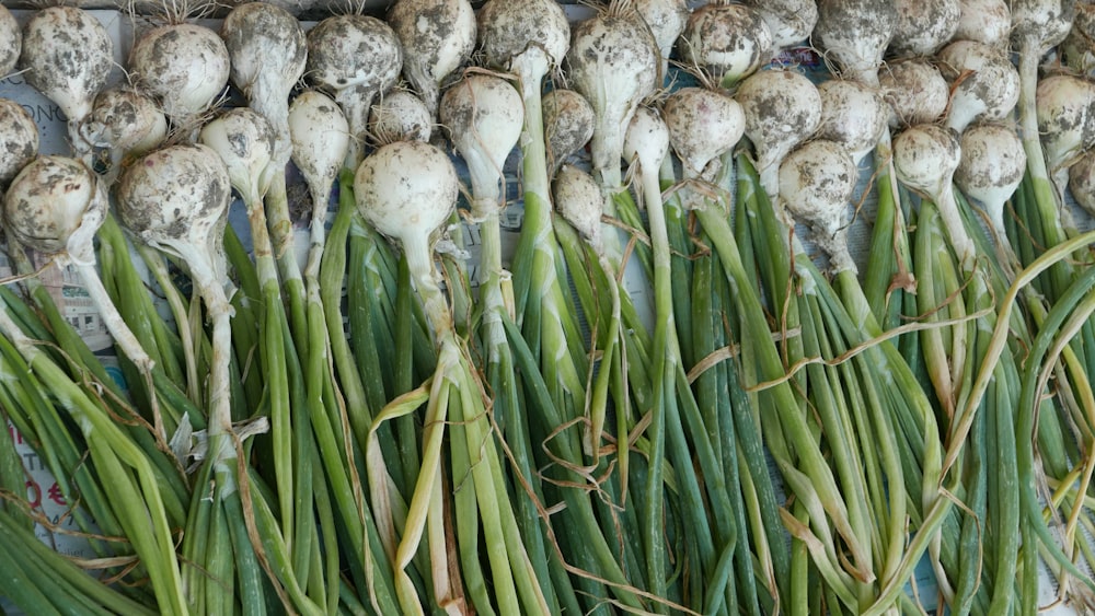 un bouquet d’oignons verts assis l’un à côté de l’autre