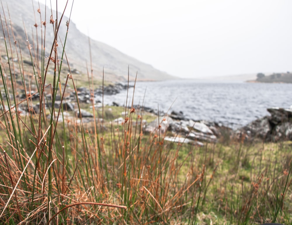 a grassy area next to a body of water