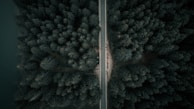 Bird’s-eye view of a winding road cutting through a dark forest, captured with sharp contrast.