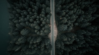 Bird’s-eye view of a winding road cutting through a dark forest, captured with sharp contrast.