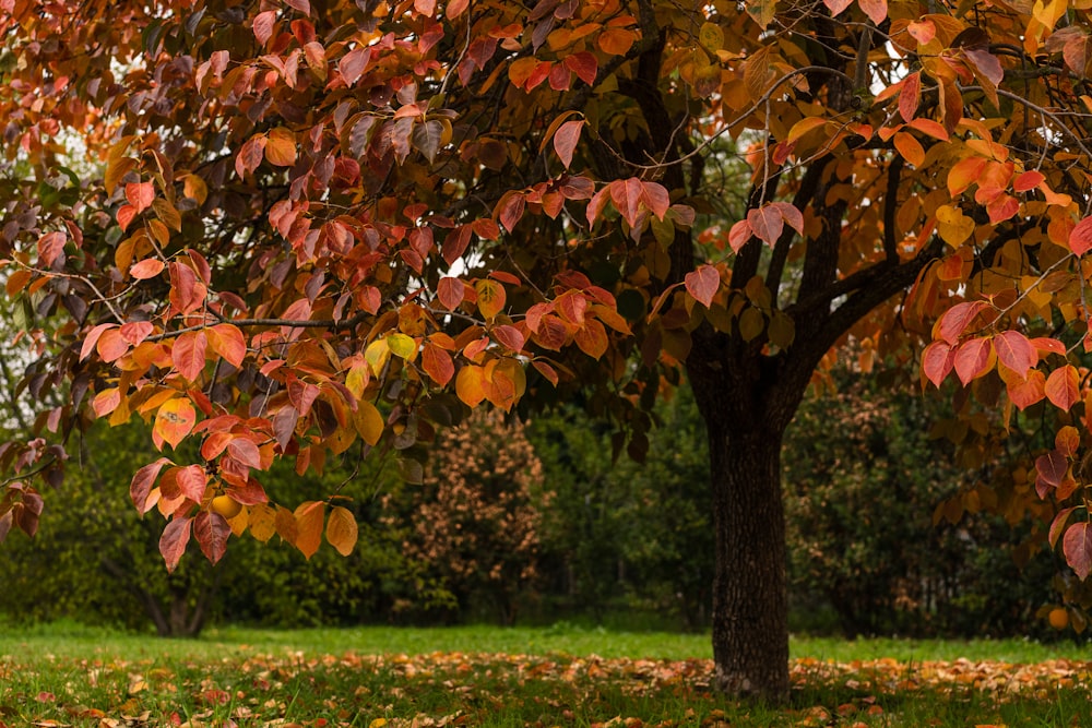 a tree with red and yellow leaves in a park