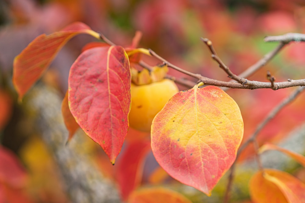 a close up of a tree with leaves and fruit