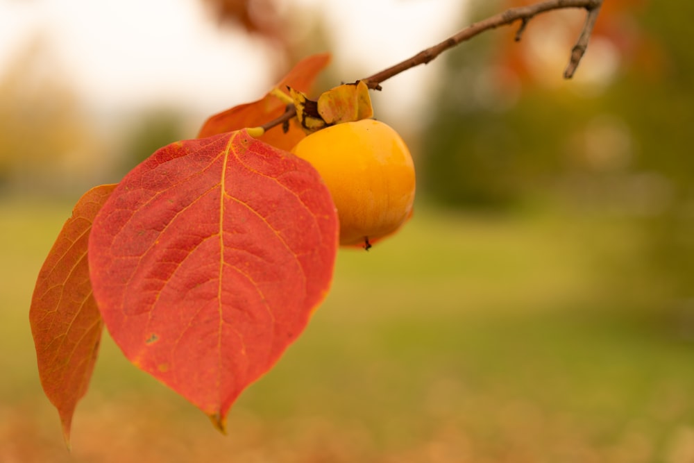 a close up of a leaf and a fruit on a tree