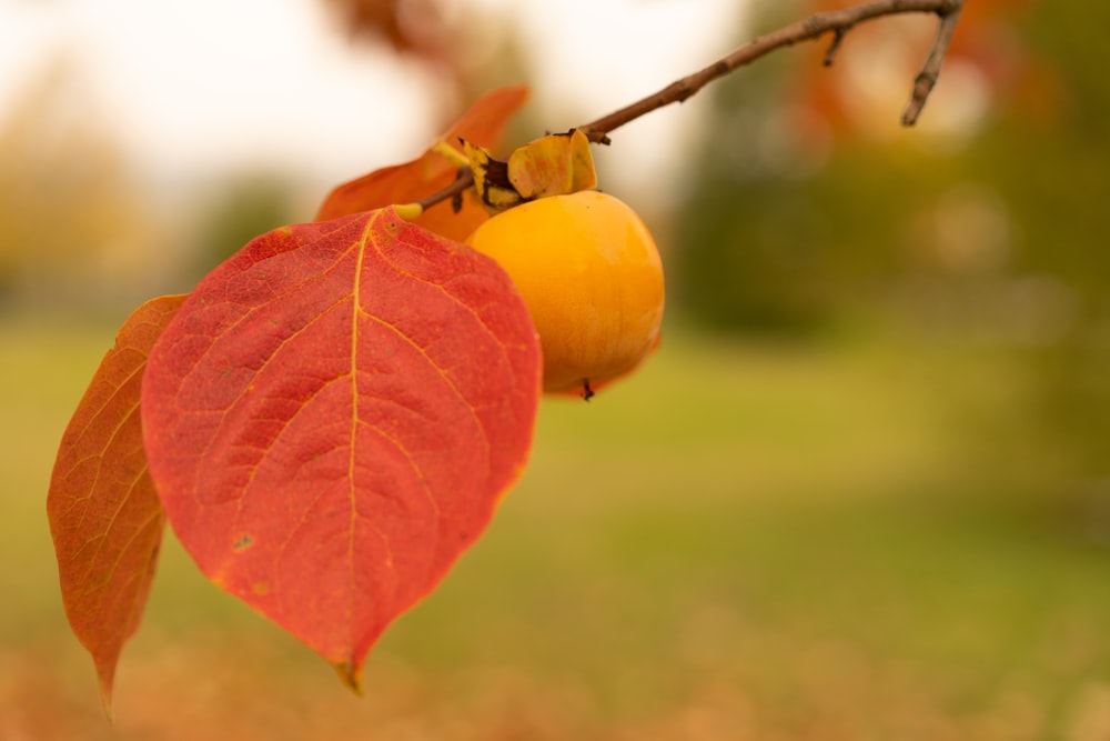 Un primer plano de una hoja y una fruta en un árbol