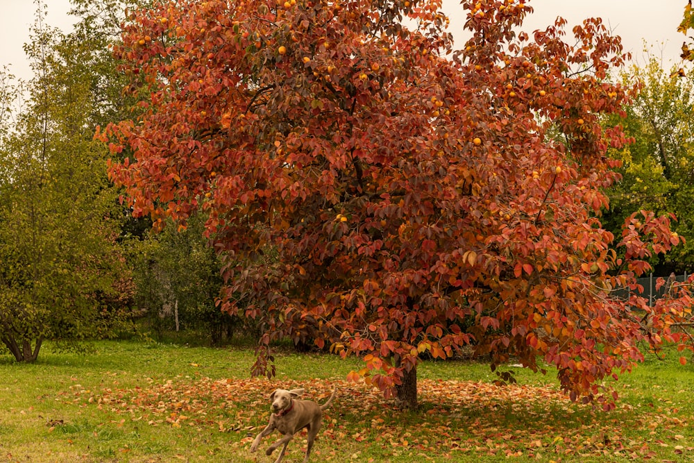 a deer standing under a tree in a field