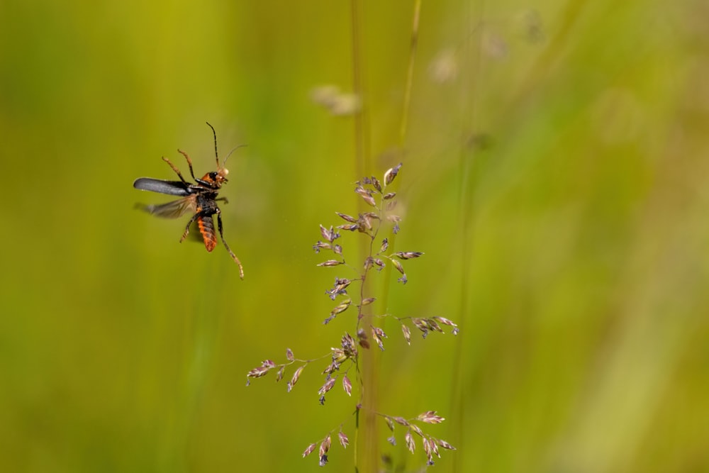 a fly sitting on top of a plant in a field