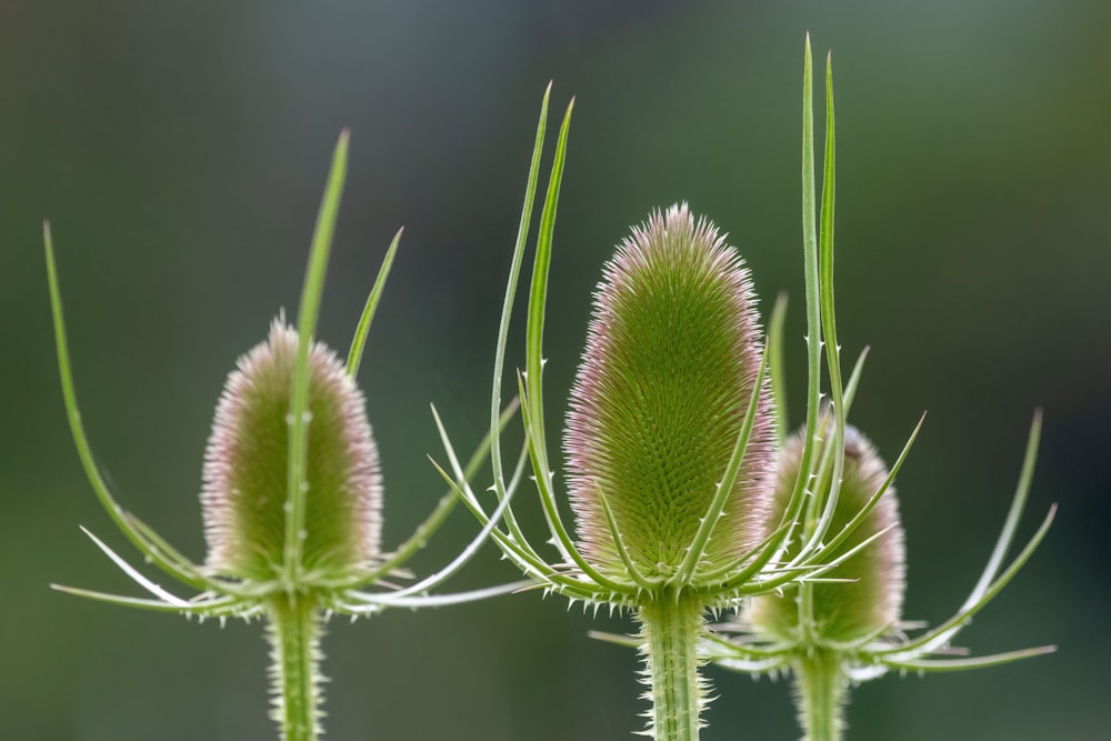 a close up of a plant with a blurry background