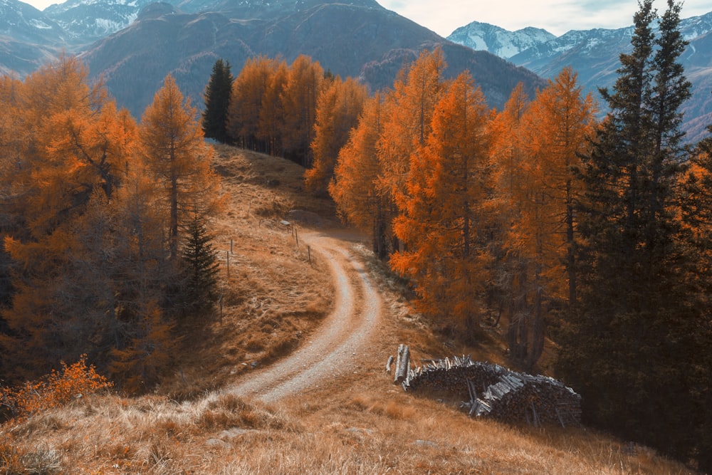 Una strada sterrata in mezzo a un bosco