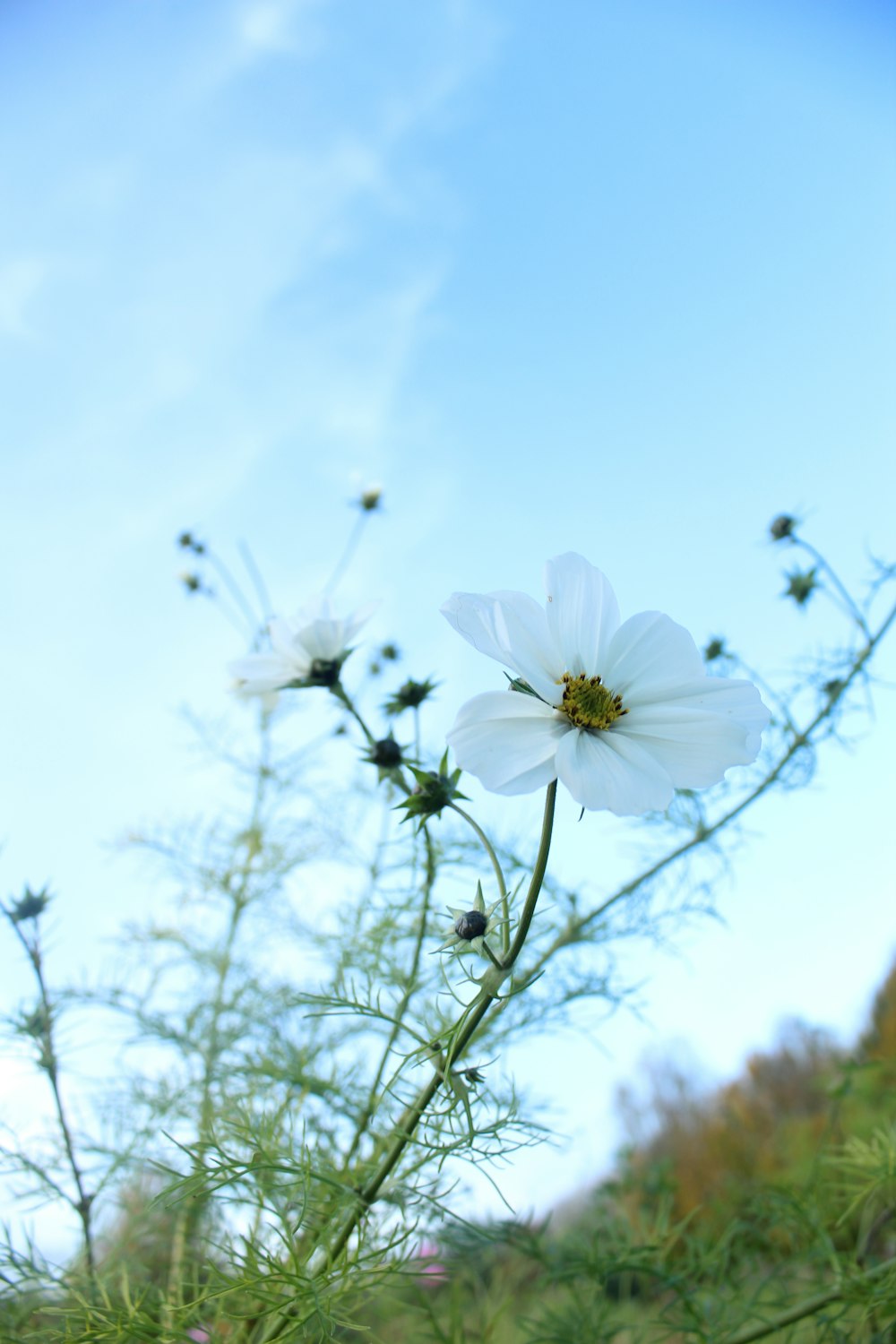 a couple of white flowers sitting on top of a lush green field