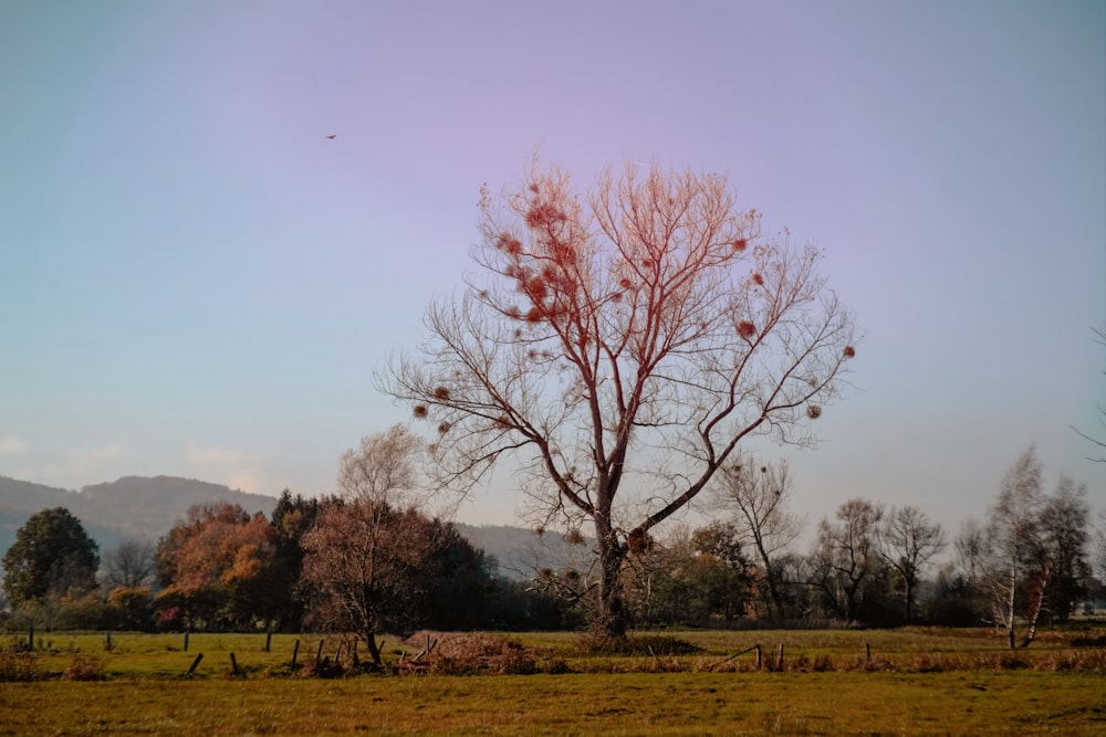 a tree in a field with mountains in the background