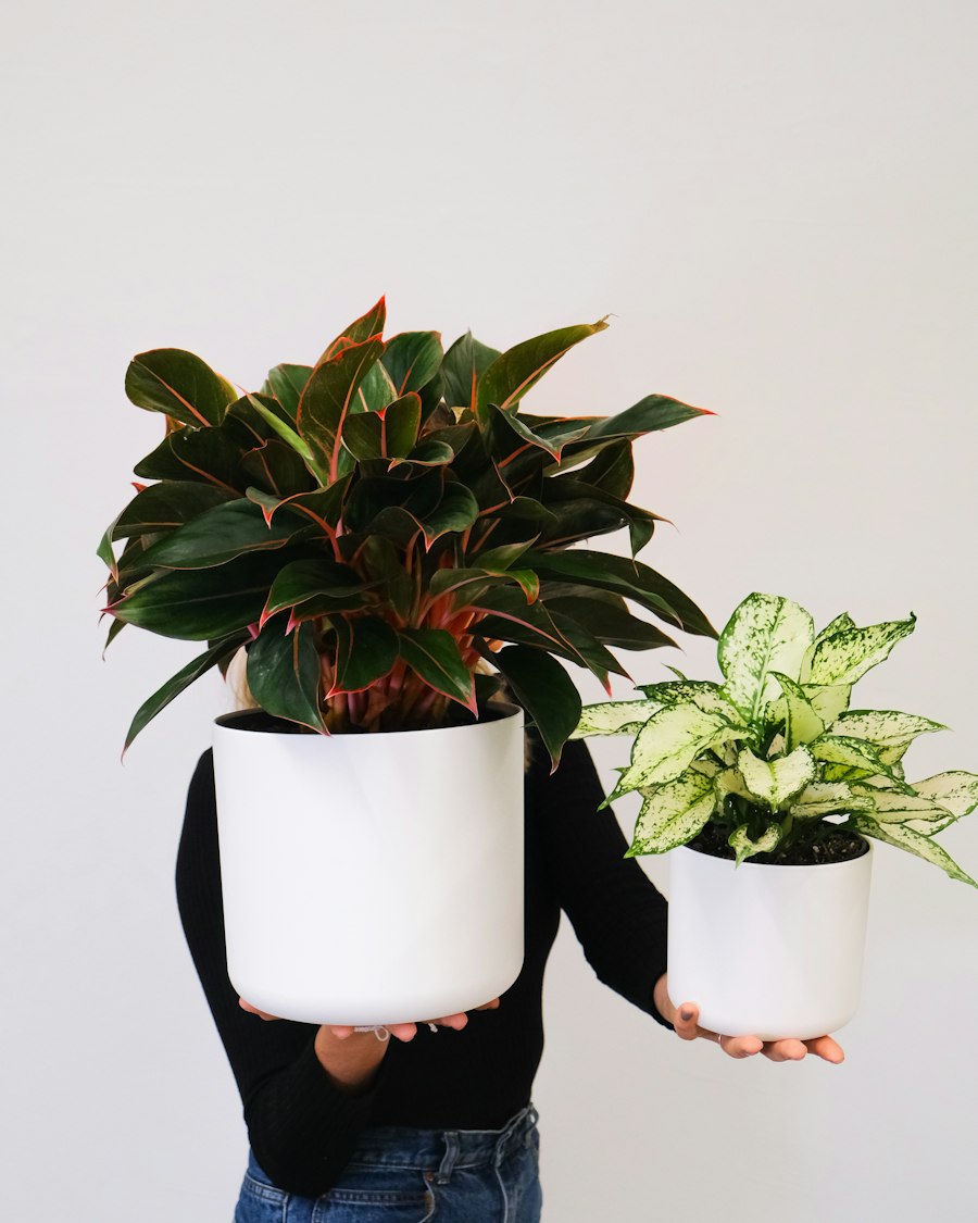 Hands holding two small potted plants