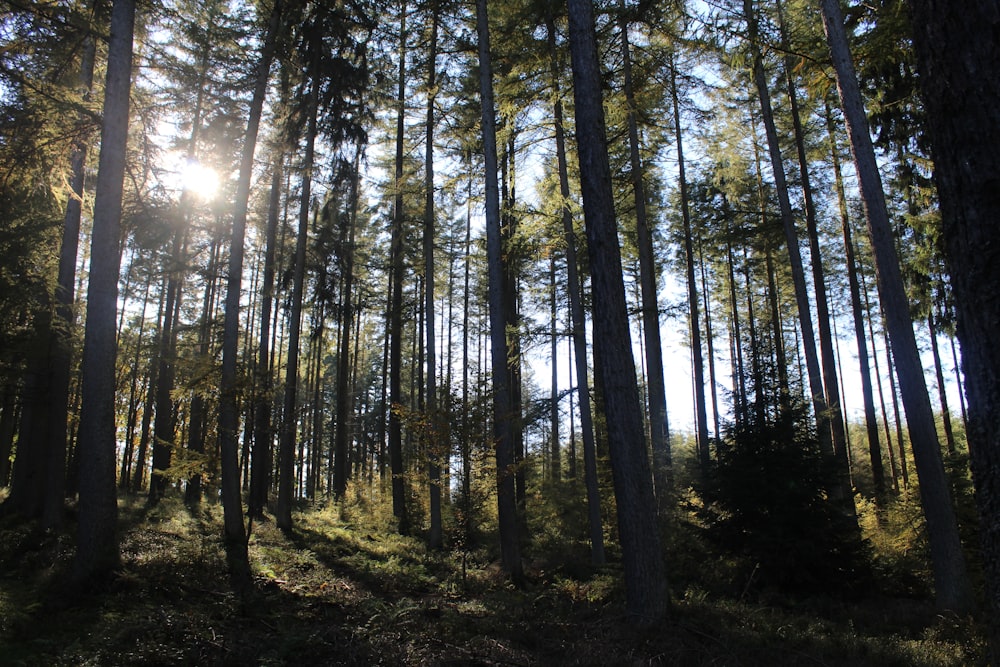 Le soleil brille à travers les arbres dans la forêt