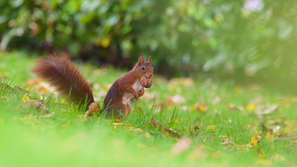 a squirrel is sitting in the grass and eating