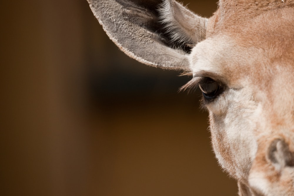 a close up of a giraffe's face with a blurry background