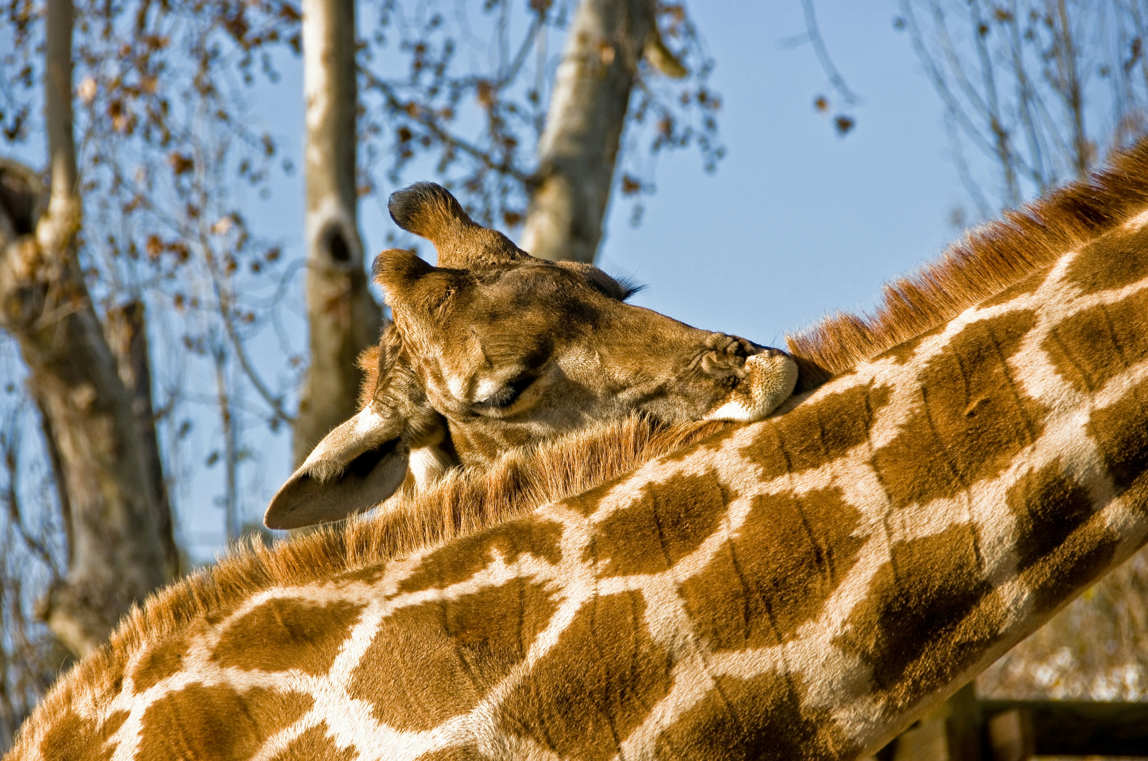 Sleep Challenges for the World's Tallest Mammals (image credits: unsplash)