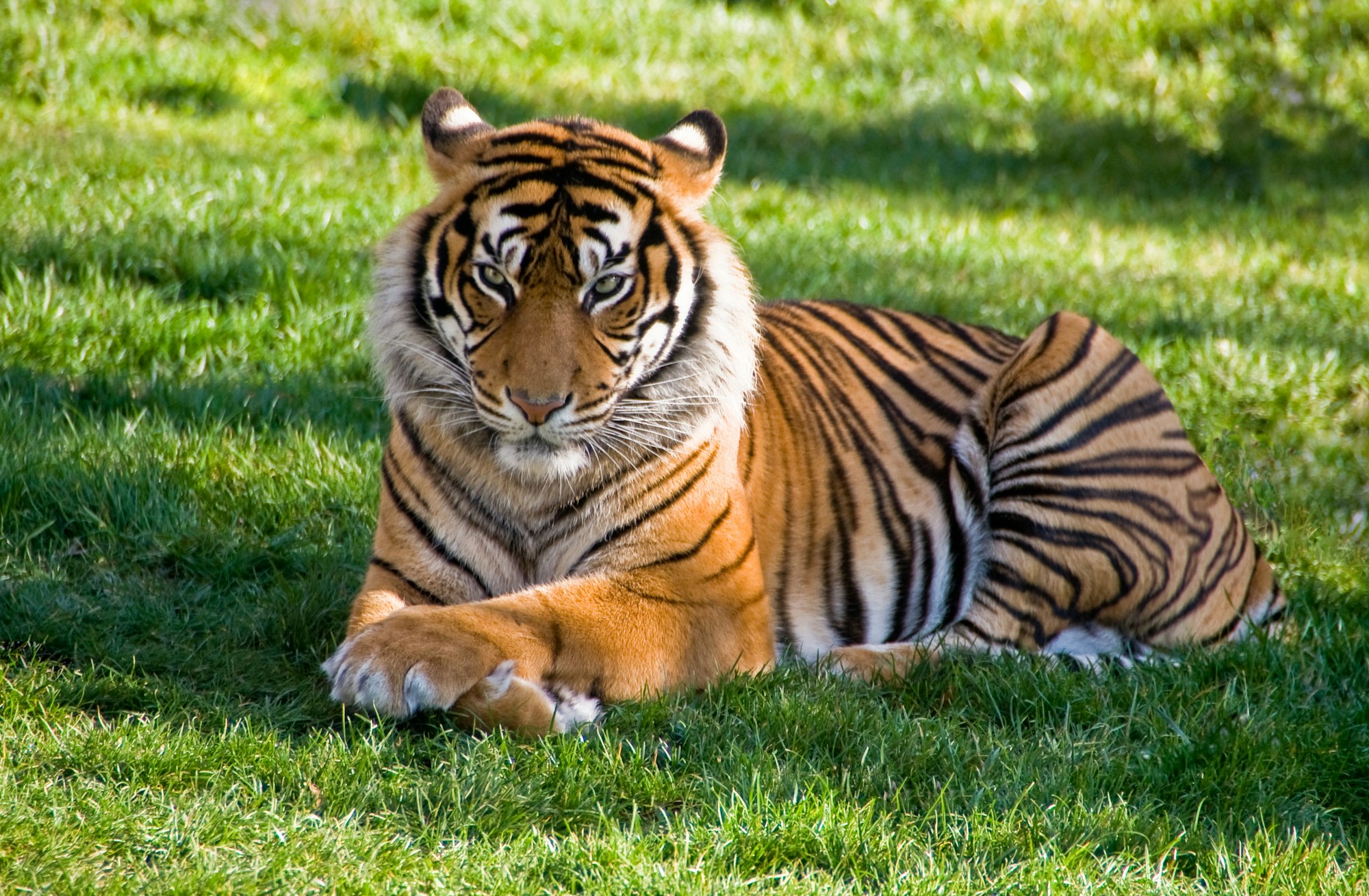 A tiger lying on grass.