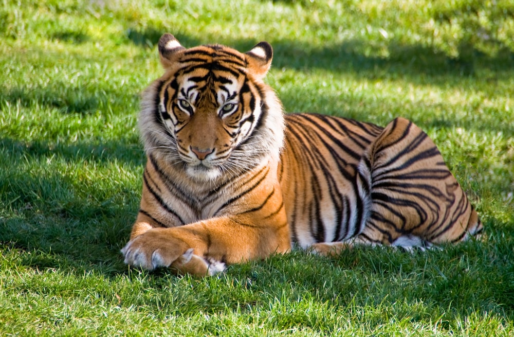 a tiger laying in the grass on a sunny day