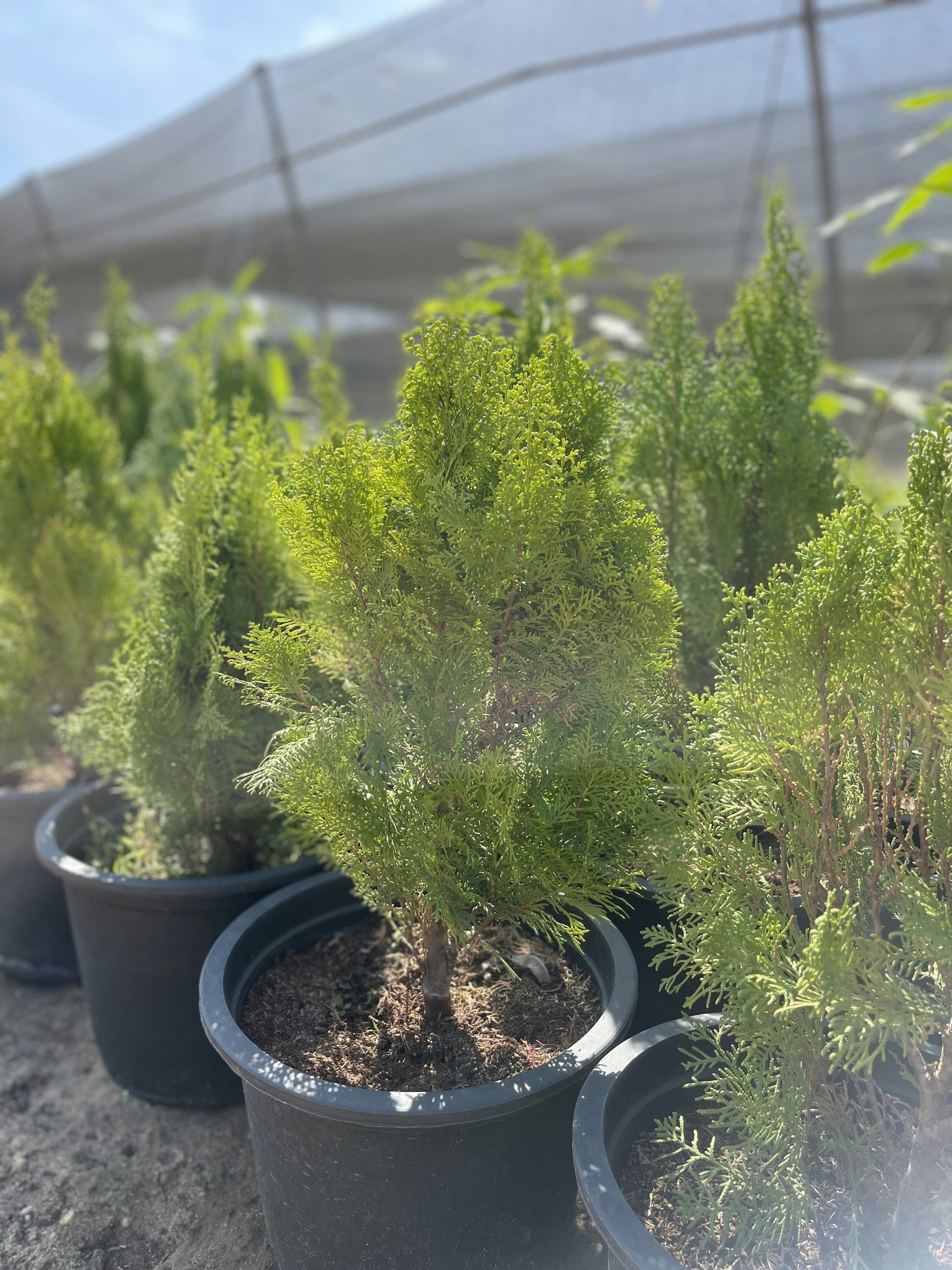 10 Best Trees to Plant in Summer for Shade