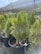 Several small evergreen trees are planted in black pots arranged in a row. The trees have lush, bright green foliage. They are situated outdoors under a partially shaded area, with a protective netting or structure overhead.