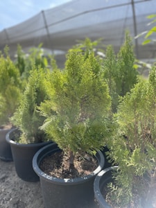 Several small evergreen trees are planted in black pots arranged in a row. The trees have lush, bright green foliage. They are situated outdoors under a partially shaded area, with a protective netting or structure overhead.