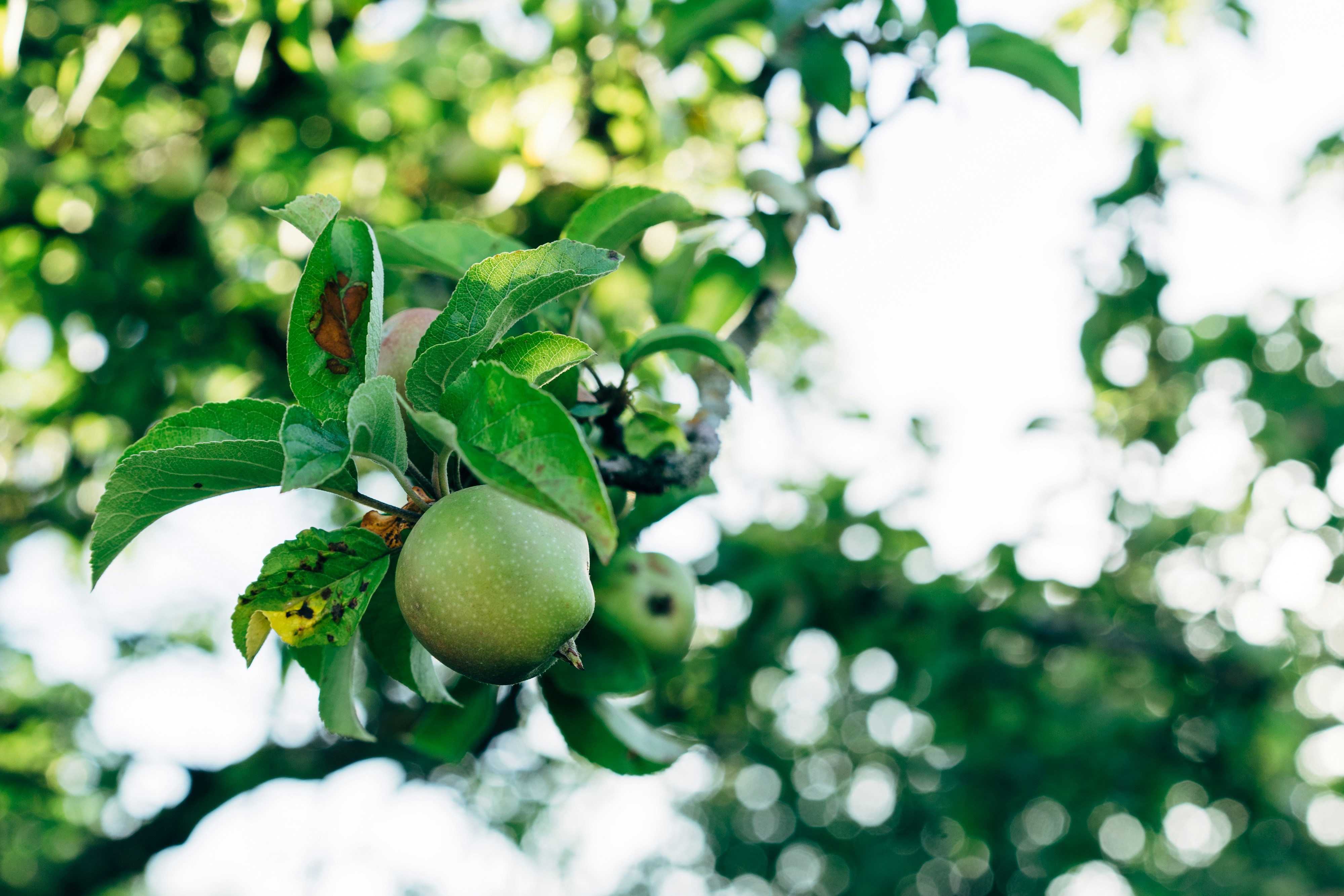 Photo by markuswinkler