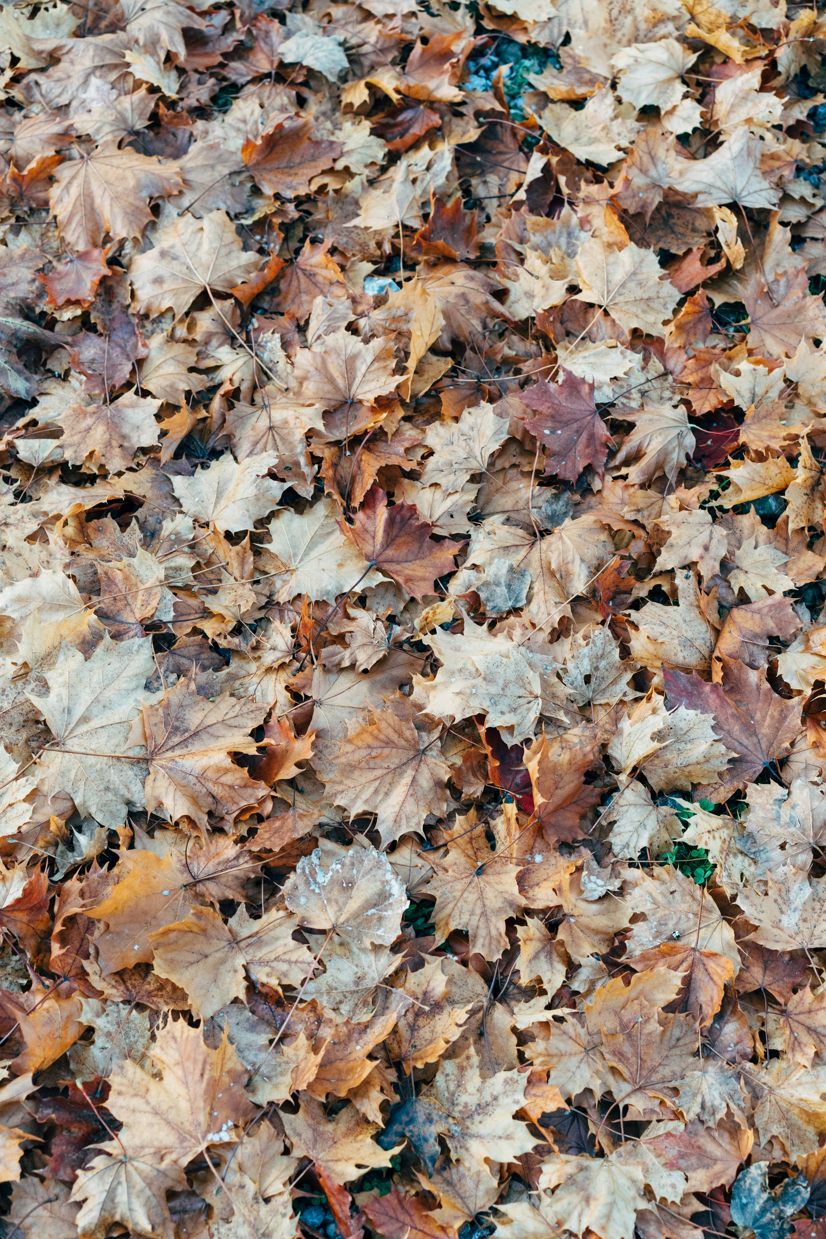 Photo by markuswinkler