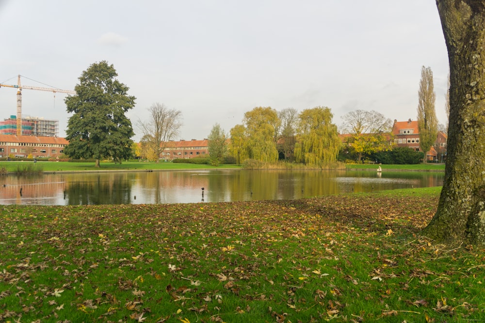 a pond in a park with a crane in the background