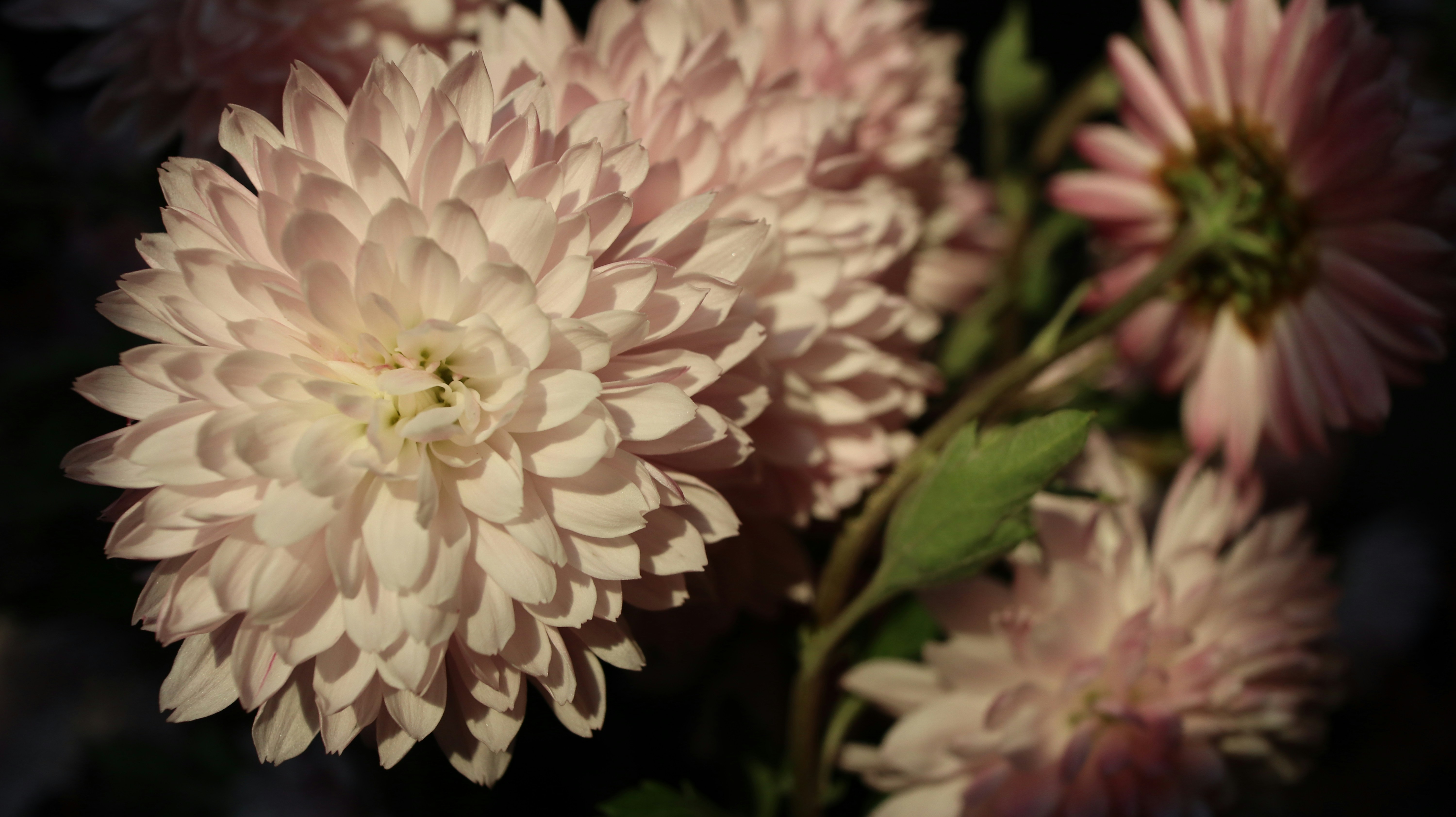 a close up of a bunch of flowers