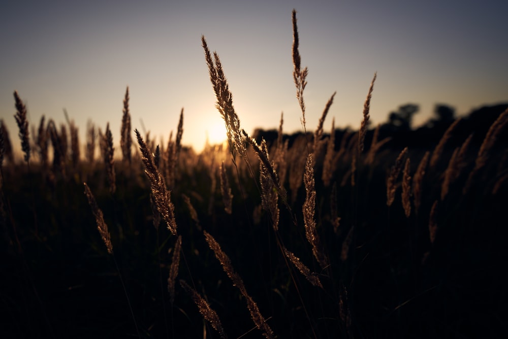 un champ d’herbes hautes avec le coucher du soleil en arrière-plan