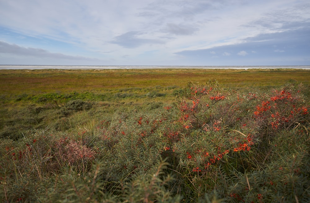 a field with red flowers in the middle of it